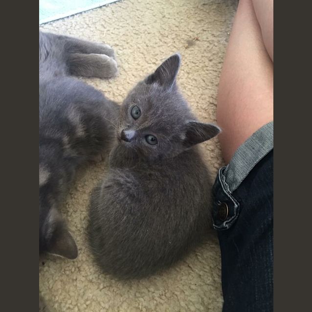 Photo of Gucci Kitten