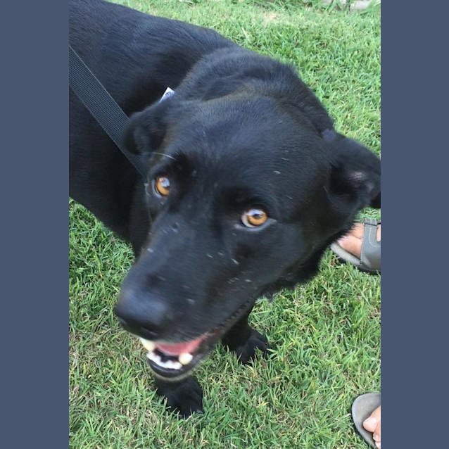 Photo of Deisel (Adoption Pending)