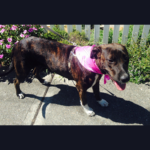 Photo of Sasha ~ Mastiff X, 2yo On Trial 26/02/16