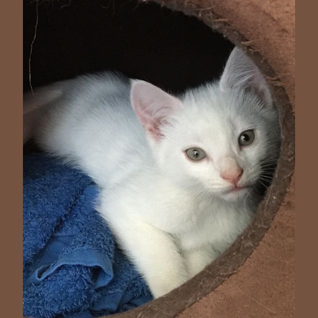 Photo of Marshmallow 