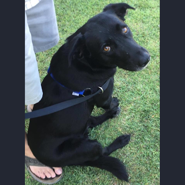 Photo of Deisel (Adoption Pending)