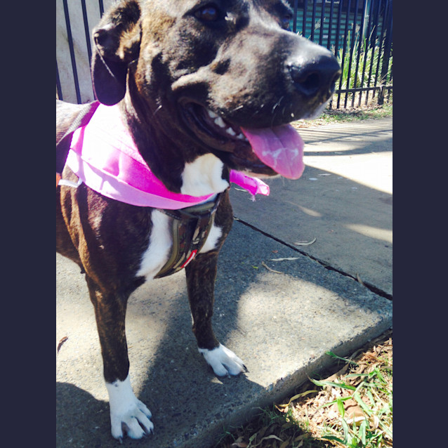 Photo of Sasha ~ Mastiff X, 2yo On Trial 26/02/16