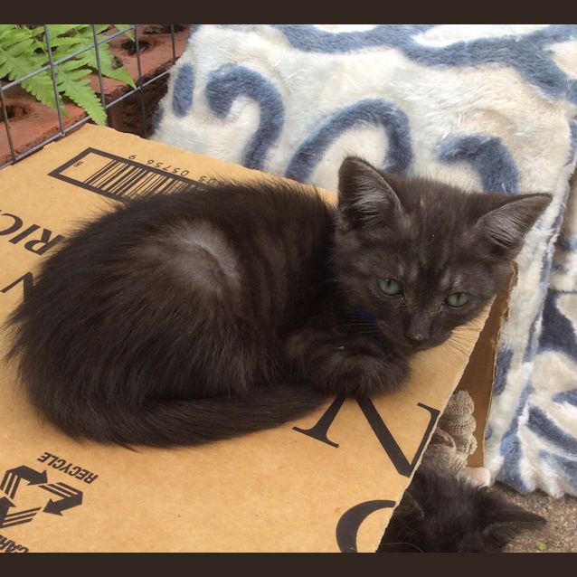 Photo of "Smokey Joe" Purrfect Match