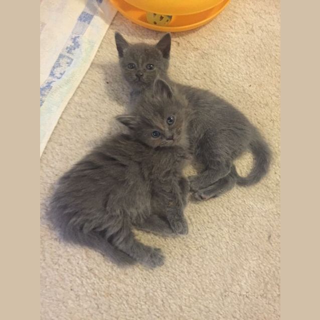 Photo of Gucci Kitten