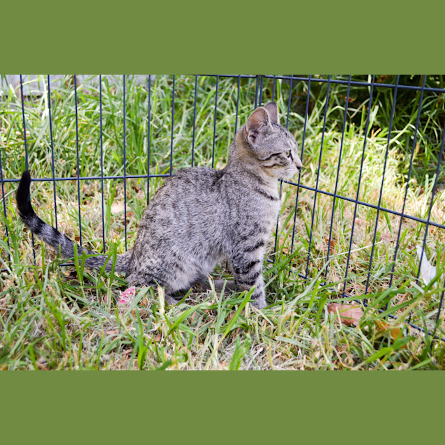 Photo of Sheldon   Only $120!