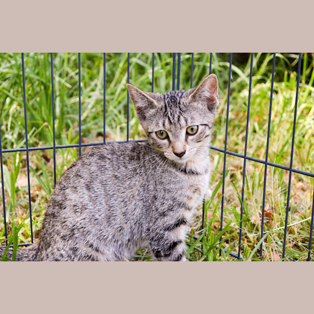 Photo of Sheldon   Only $120!