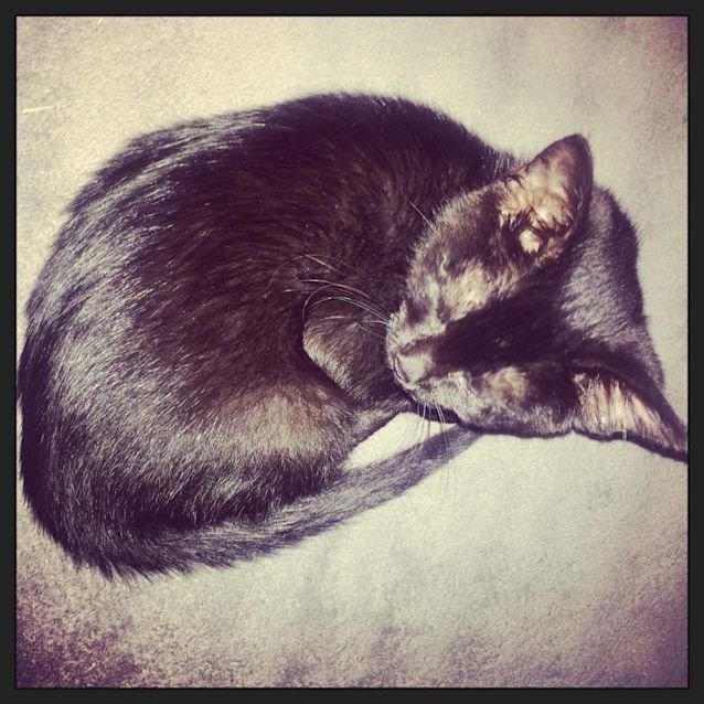 Photo of Arlo