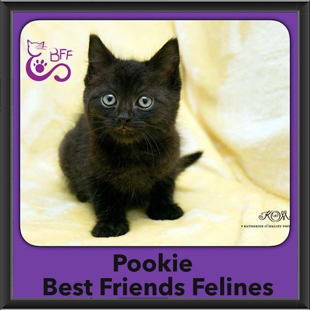 Photo of Pookie