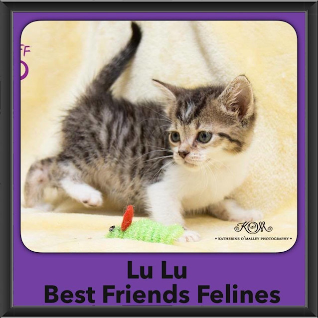 Photo of Lu Lu 