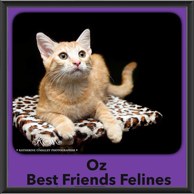 Photo of Oz