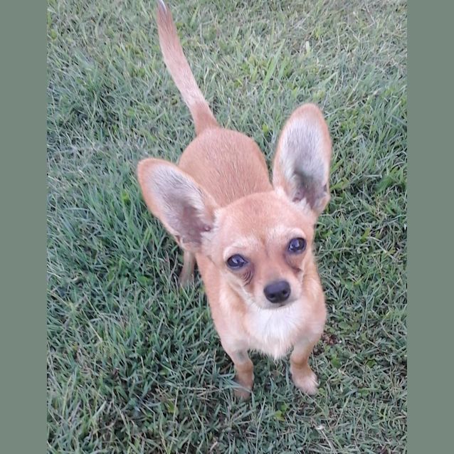 Photo of Ruby