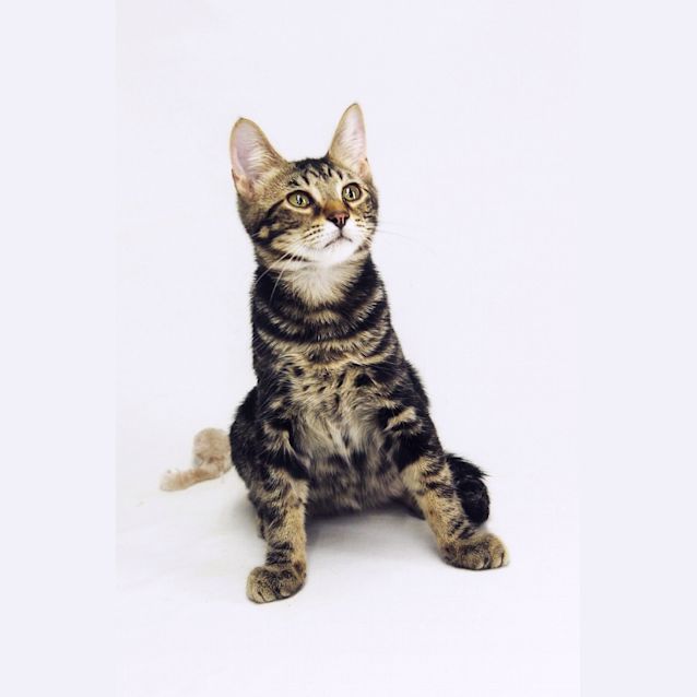 Photo of Adorable Atlas