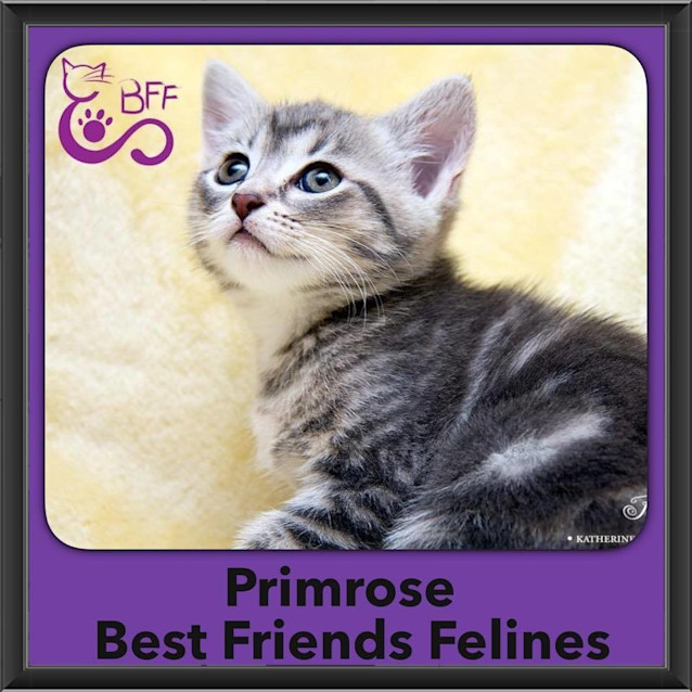 Photo of Primrose 