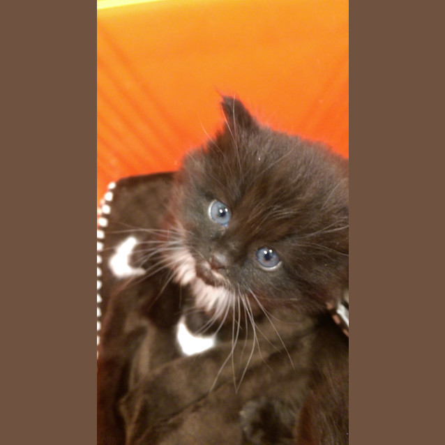 Photo of Smartie