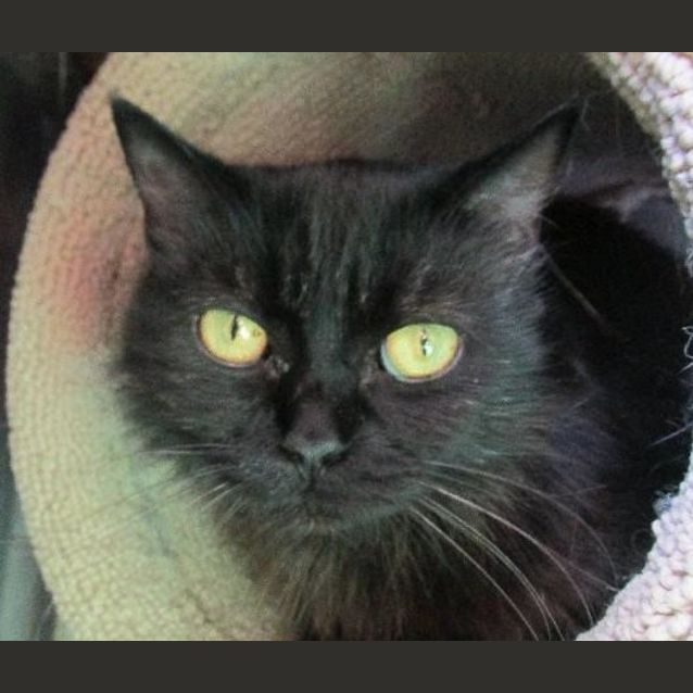 Photo of Ottie