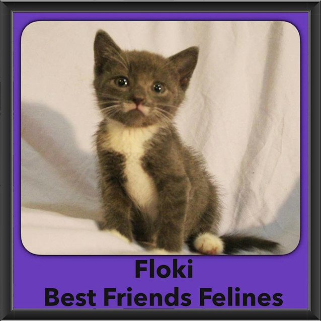 Photo of Floki 