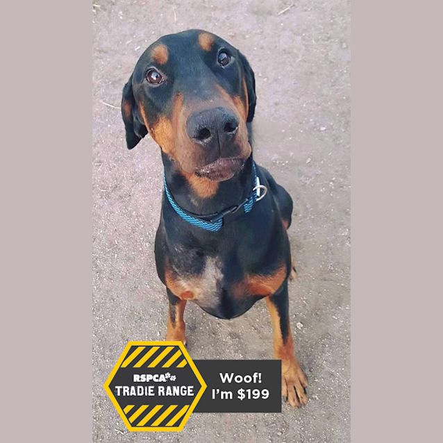 Photo of Dobie Also Known As Rocks