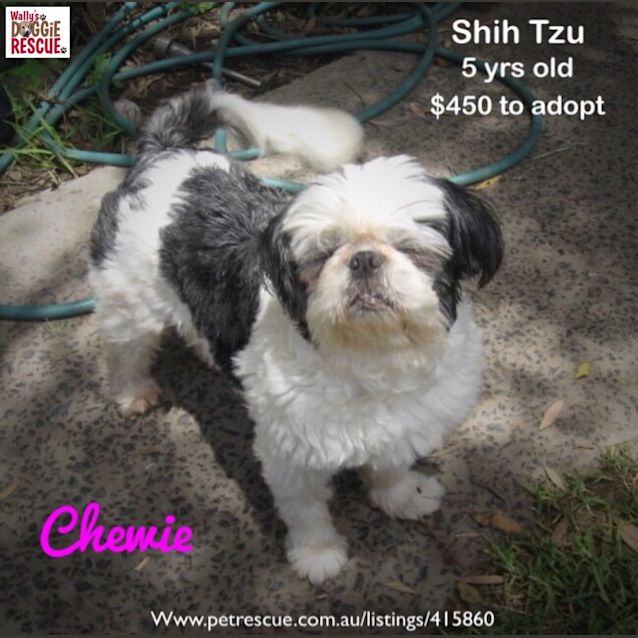 Photo of Chewie