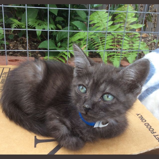 Photo of "Smokey Joe" Purrfect Match