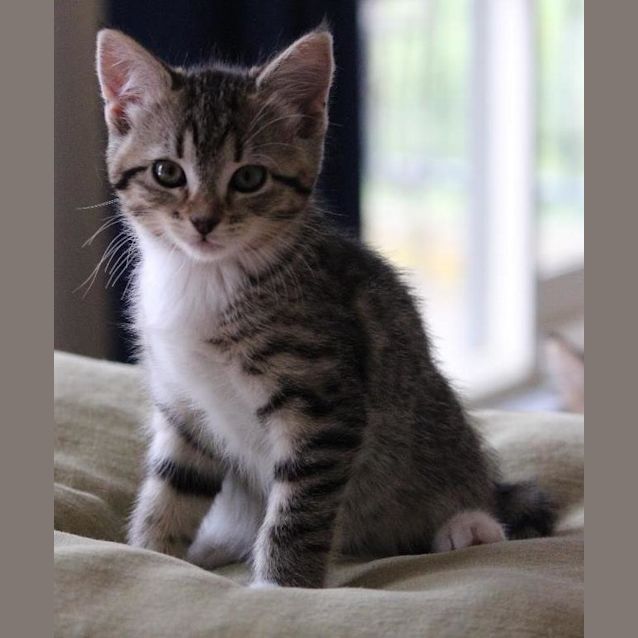 Photo of Tigerlilly