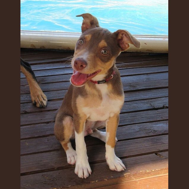 Photo of Rusty *On Trial In His New Home*