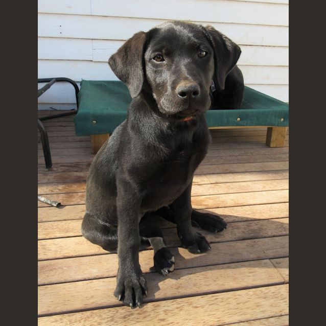 Photo of Bea *On Trial In Her New Home*