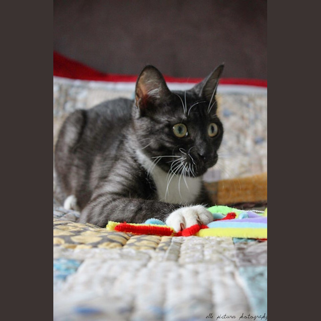 Photo of Bouncing Tigger!