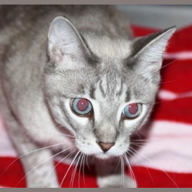 Photo of Kimba