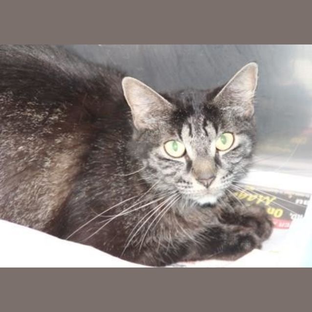 Photo of Pebbles