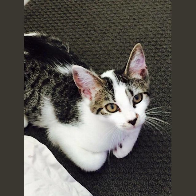 Photo of Cinnamon