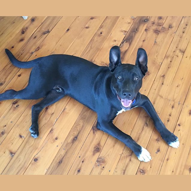 Photo of Butch ~ Border Collie X On Trial 16/01/16