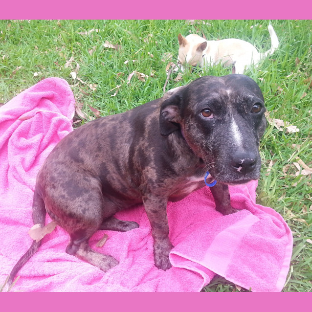 Photo of Bindi ~ Senior Staffy (Adopted 16/7/16)