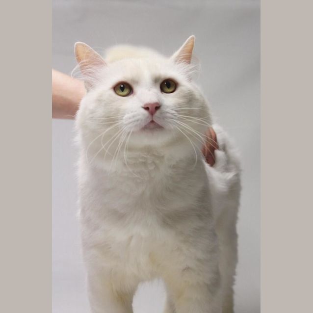 Photo of Basil