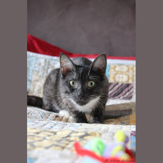 Photo of Bouncing Tigger!