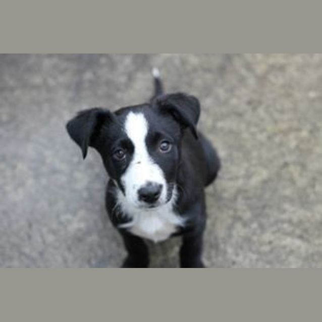 Photo of Fugee