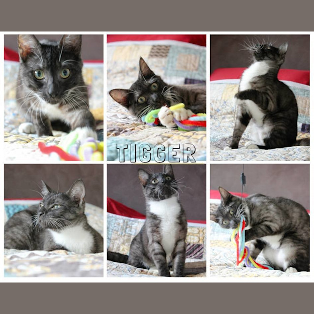 Photo of Bouncing Tigger!