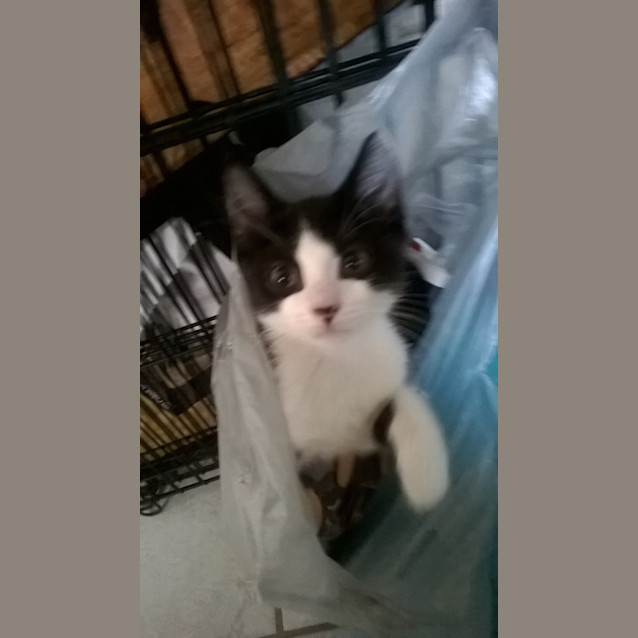 Photo of Thor