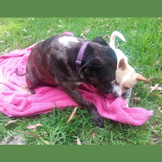 Photo of Bindi ~ Senior Staffy (Adopted 16/7/16)