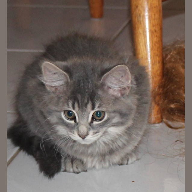 Photo of Misty Ec0157 