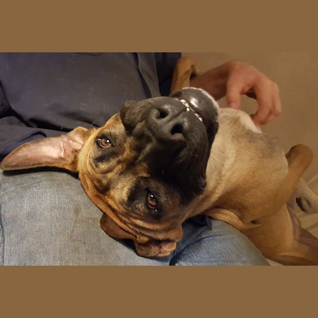 Photo of Moose (Adoption Pending)