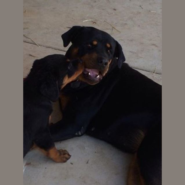 Photo of Imogen (Adoption Pending)