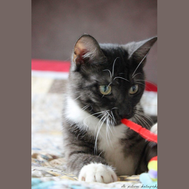 Photo of Bouncing Tigger!