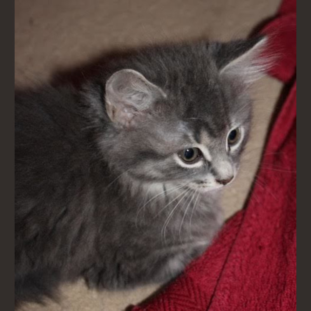 Photo of Misty Ec0157 