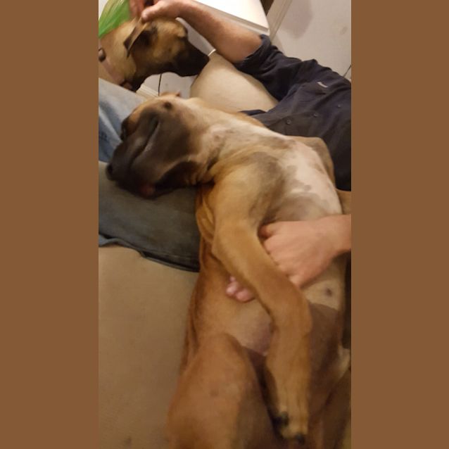 Photo of Moose (Adoption Pending)