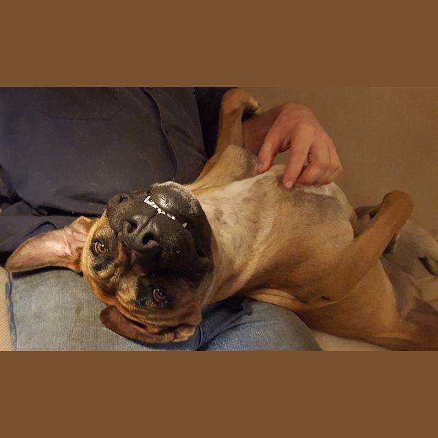 Photo of Moose (Adoption Pending)