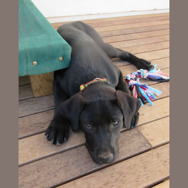 Photo of Bea *On Trial In Her New Home*