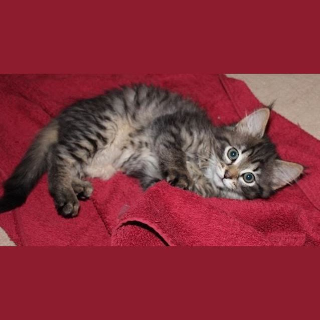 Photo of Mopsy Ec0156