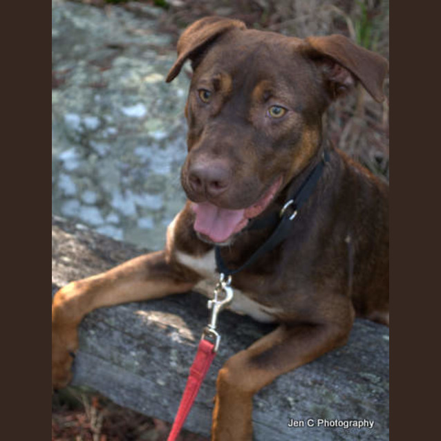 Photo of Bandit