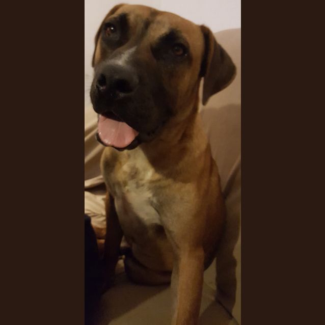 Photo of Moose (Adoption Pending)