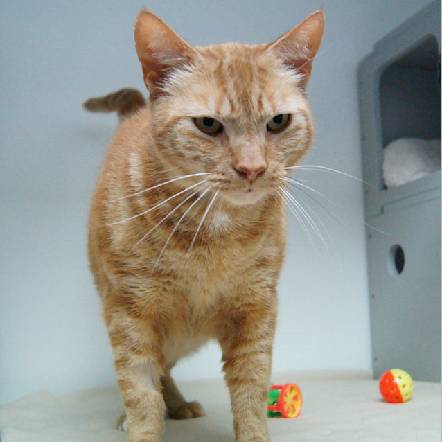 Photo of Chester
